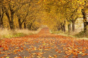 Autumn, Five Oaks Drive, Oregon 