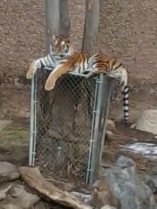 Fully Functional Tiger Fence